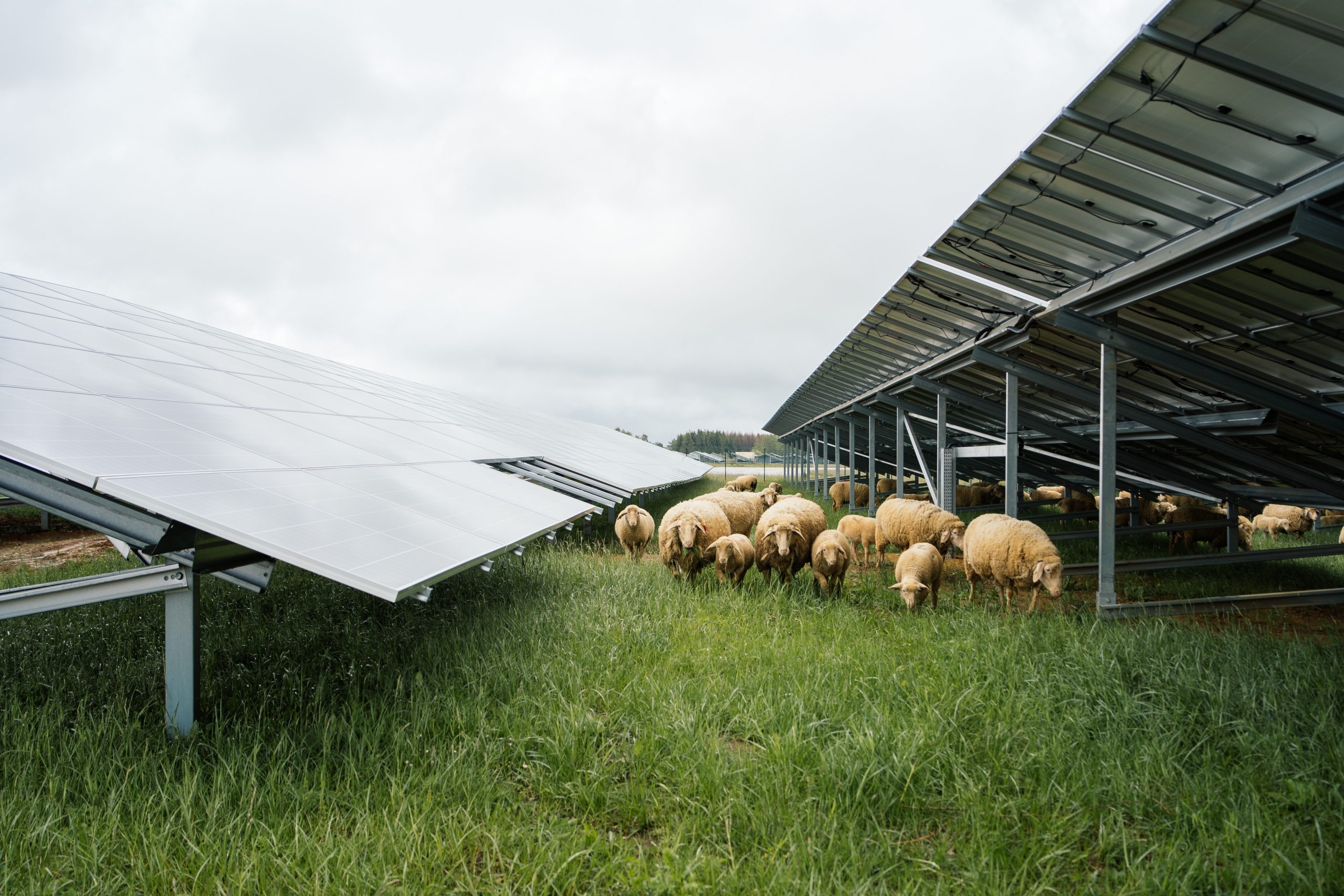 découvrez l'agriculture photovoltaïque, une solution innovante alliant production agricole et énergie solaire. optimisez vos terres tout en contribuant à la transition énergétique grâce à cette méthode durable.