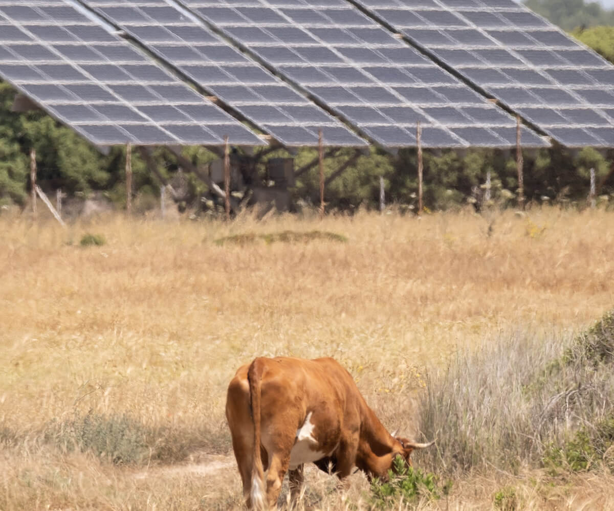 découvrez l'agriculture photovoltaïque, une synergie innovante entre production agricole et énergie solaire. profitez des avantages d'une culture durable tout en générant de l'électricité grâce à des panneaux solaires intégrés aux exploitations agricoles.