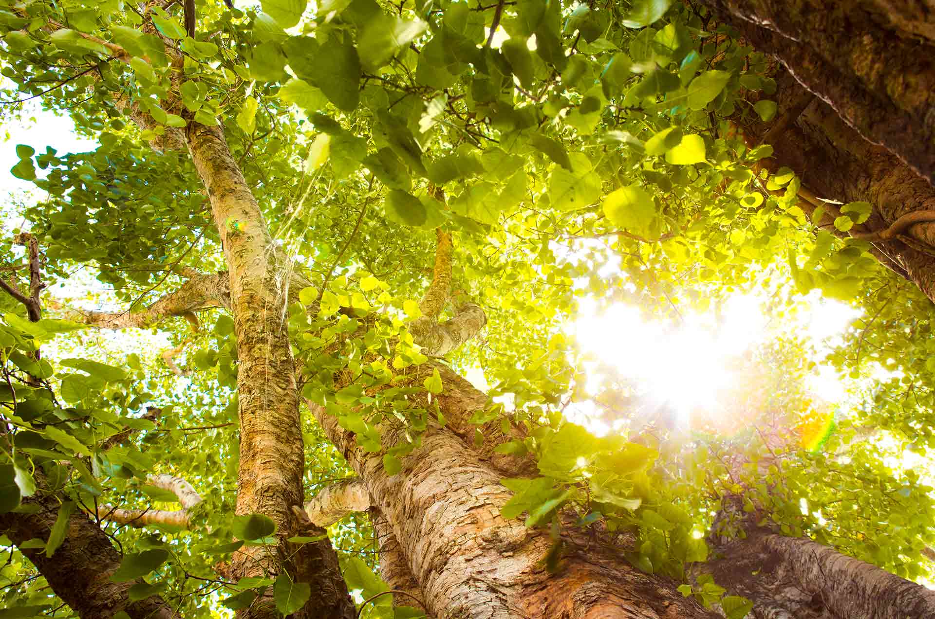 découvrez l'impact des panneaux photovoltaïques sur l'environnement et l'économie. apprenez comment ces solutions énergétiques durables contribuent à la réduction des émissions de co2, favorisent l'autonomie énergétique et améliorent l'efficacité énergétique. explorez les avantages et les défis associés à cette technologie renouvelable.