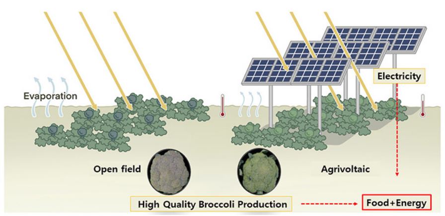 découvrez notre service de production de 12 panneaux photovoltaïques, conçu pour optimiser votre consommation d'énergie et réduire votre empreinte carbone. profitez d'une solution durable et économique pour une transition énergétique réussie.