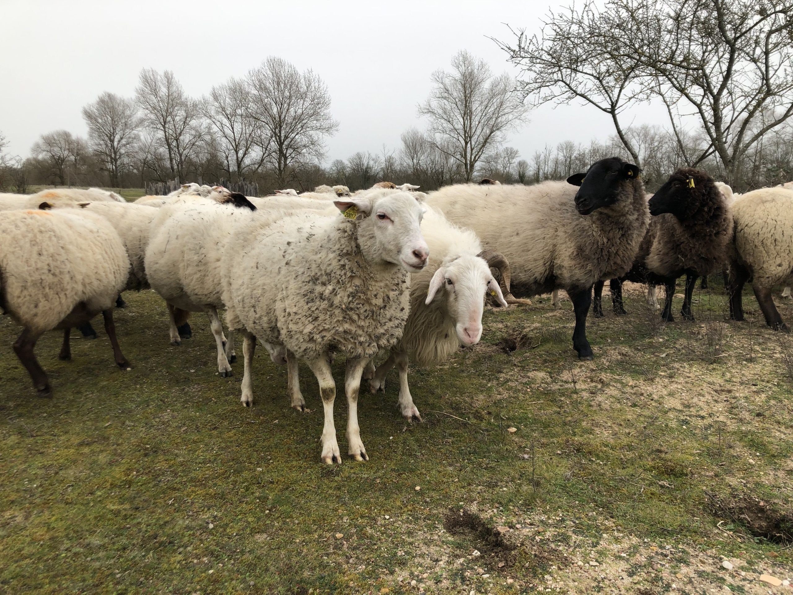 découvrez comment des moutons paissent paisiblement sous des panneaux solaires à baume-les-dames, une solution durable alliant agriculture et énergie renouvelable.