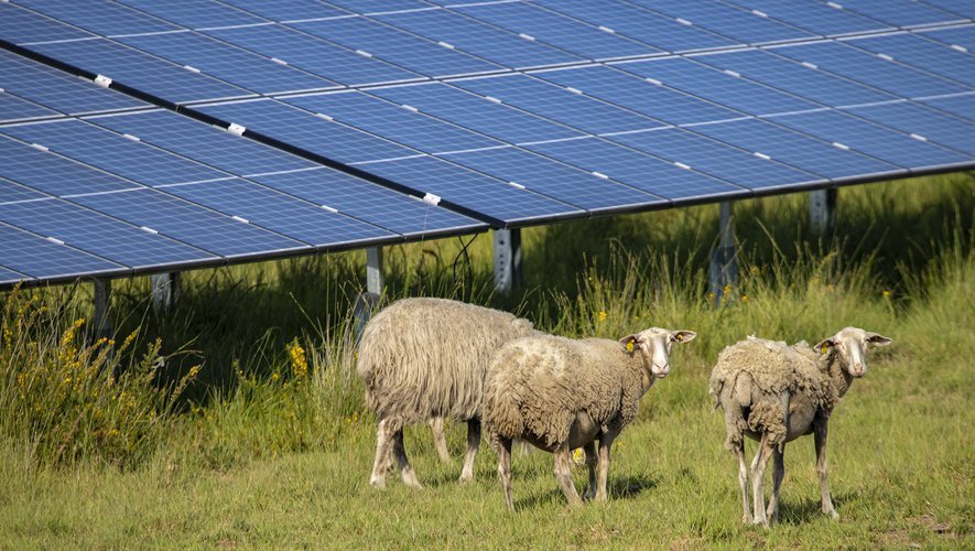découvrez comment des moutons paissent paisiblement sous des panneaux solaires à baume-les-dames, alliant agriculture traditionnelle et énergie renouvelable.