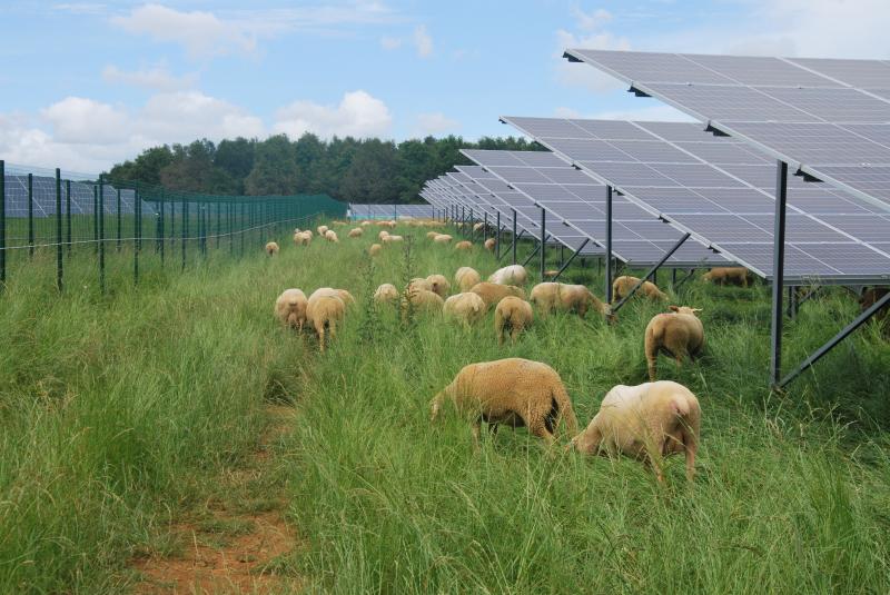 découvrez comment des moutons paissent harmonieusement sous des panneaux solaires à baume-les-dames, alliant agriculture et énergie renouvelable pour un avenir durable.