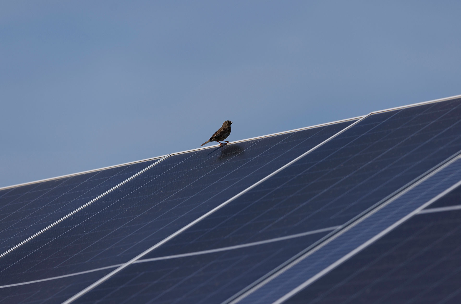 découvrez notre projet solaire agricole divisé, une solution innovante pour produire de l'énergie renouvelable tout en optimisant l'utilisation des terres agricoles.